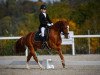 dressage horse Opus Big Bambu (German Riding Pony, 2008, from Okay Big Bambu)