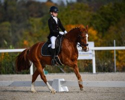 dressage horse Opus Big Bambu (German Riding Pony, 2008, from Okay Big Bambu)