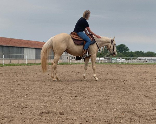 Pferd NM Great Ashanty (Quarter Horse, 2016)