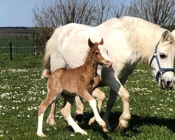 horse Rablino B (Welsh mountain pony (SEK.A), 2020, from Roky)