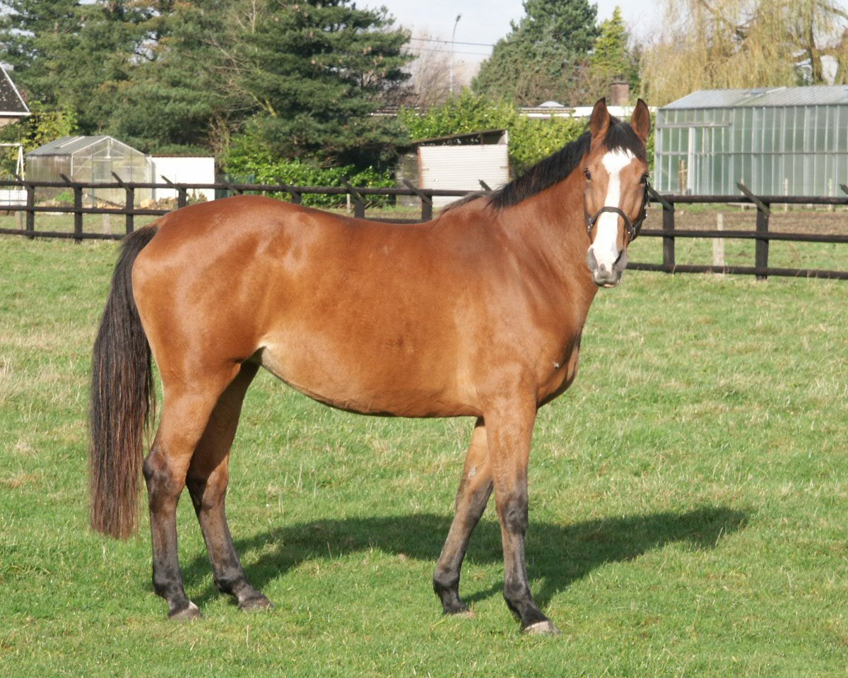Zuchtstute Isidora I (Holsteiner, 1994, von Nimmerdor)