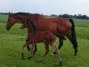 broodmare Bartolomea gli Aironi (Holsteiner, 2009, from Cyrkon xx)