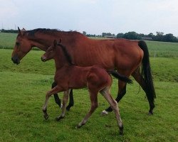 broodmare Bartolomea gli Aironi (Holsteiner, 2009, from Cyrkon xx)