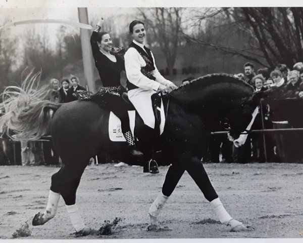Deckhengst Zep (Koninklijk Warmbloed Paardenstamboek Nederland (KWPN), 1981, von Goudsmid)