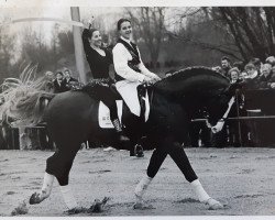 Deckhengst Zep (KWPN (Niederländisches Warmblut), 1981, von Goudsmid)