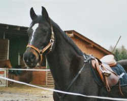 broodmare Bejoune IU (Oldenburg, 1986, from Bonjour)