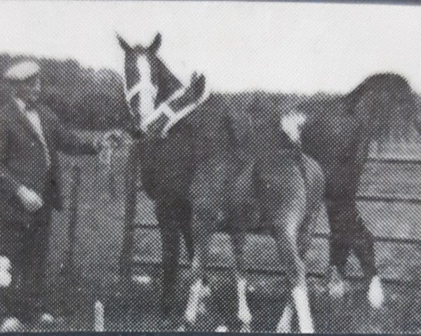 Zuchtstute Jinkie (Koninklijk Warmbloed Paardenstamboek Nederland (KWPN), 1968, von Folio)