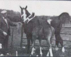 broodmare Jinkie (KWPN (Royal Dutch Sporthorse), 1968, from Folio)