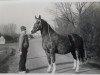 broodmare Laura (KWPN (Royal Dutch Sporthorse), 1970, from Epigoon)