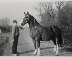 Zuchtstute Laura (KWPN (Niederländisches Warmblut), 1970, von Epigoon)