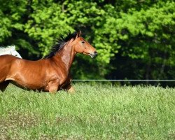 Springpferd Cooper (Oldenburger, 2009, von Colander)