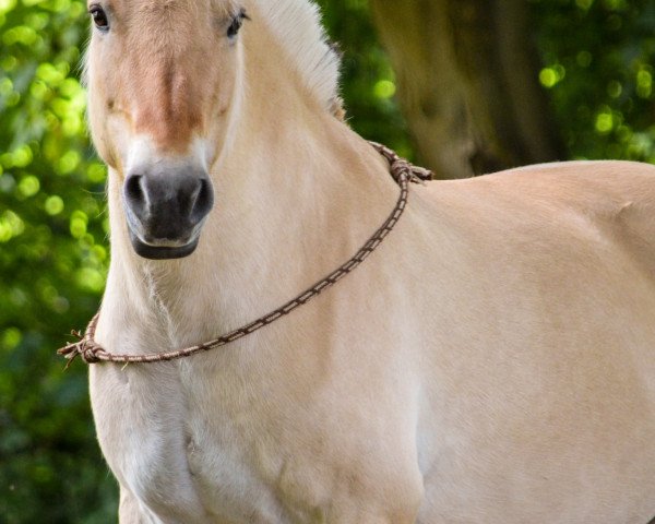 broodmare Bea von Dreilinden (Fjord Horse, 2009, from Resen N.2673)