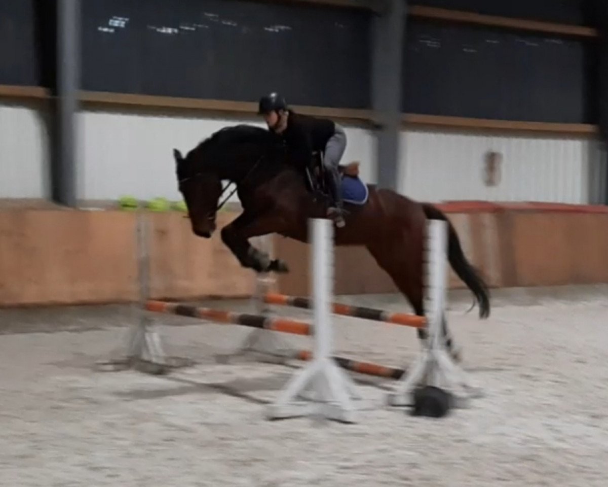 jumper Waterlow S (Holsteiner, 2015, from Water Dance xx)