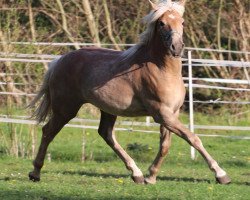 Pferd Denice (Haflinger, 2019, von Starkwind)