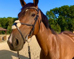 horse Fipsi (German Sport Horse, 2011, from Flipper d'Elle)