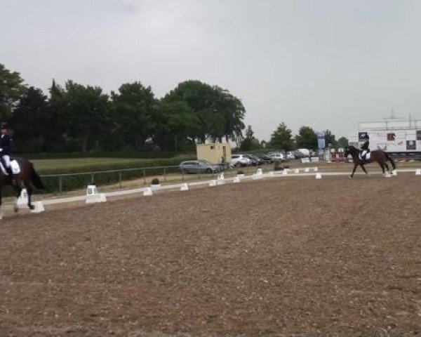 Sommerturnier RFV Heinsberg 2015