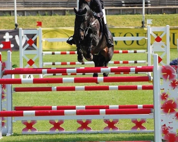 broodmare Cormina 4 (Holsteiner, 2007, from Cormint)