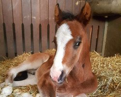 dressage horse Diamond Duplo (German Riding Pony, 2018, from Diamond Touch NRW)