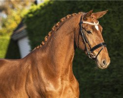 jumper Luxanta (KWPN (Royal Dutch Sporthorse), 2016, from Estoril)