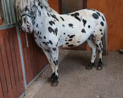 dressage horse Polly of Points (sonstiges Pony, 2007)