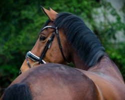 dressage horse All Ride (Westphalian, 2010, from Arpeggio)