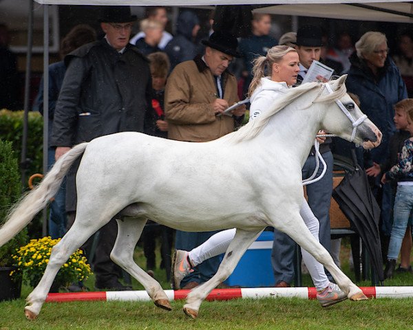 broodmare Idyllic Petrushka (Welsh mountain pony (SEK.A), 2014, from Lacy Buzbee)