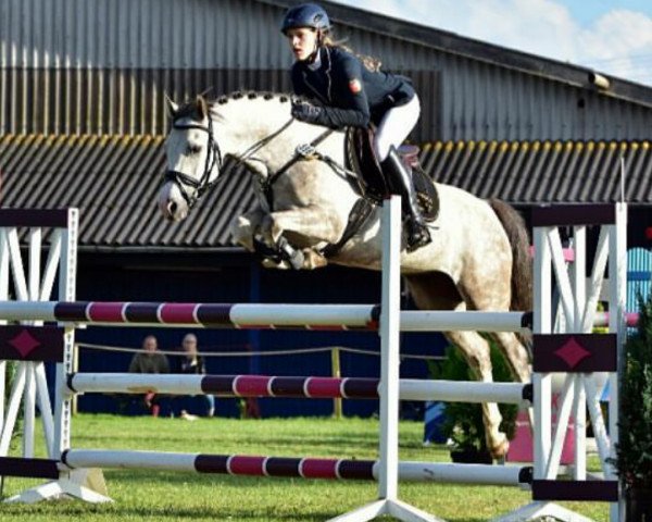 jumper Trevor H (German Riding Pony, 2011, from Timesquare)