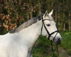 broodmare Corrida (Holsteiner, 2001, from Corrado II)