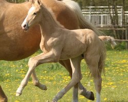 dressage horse Benjamin Barry TS (Westphalian, 2020, from Belissimo NRW)