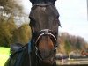 broodmare Lucia (Westphalian, 2000, from Lamoureux I)