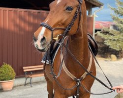 jumper All My Loving 2 (Hanoverian, 2011, from Asti's Amsterdam)