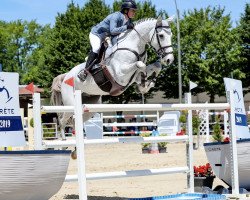 Springpferd To Jump de Kerglenn (Selle Français, 2007, von Cassini II)