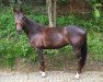 broodmare Belle Fleur 50 (Westphalian, 2012, from Belissimo NRW)