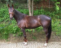 broodmare Belle Fleur 50 (Westphalian, 2012, from Belissimo NRW)