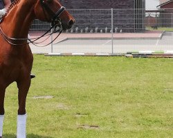 dressage horse Bernado 9 (Hannoveraner, 2009, from Brentano II)