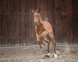 broodmare Stute von Diamant de Semilly / Casall (Holsteiner, 2020, from Diamant de Semilly)