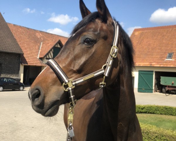 dressage horse Diamond Heart WBJ (Hanoverian, 2016, from Diamond Hit)