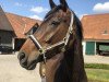 Dressurpferd Diamond Heart WBJ (Hannoveraner, 2016, von Diamond Hit)