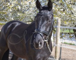 dressage horse Rappwallach (Hanoverian, 2016, from Schwarzgold)