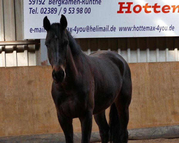 dressage horse Rock your life (Oldenburg, 2014, from Rock Forever NRW)