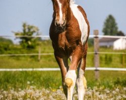 horse Xinovo de Finca Barroco (Pinto, 2020)