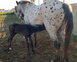 horse Stutfohlen von Sjors (Friesian-Mix, 2020)