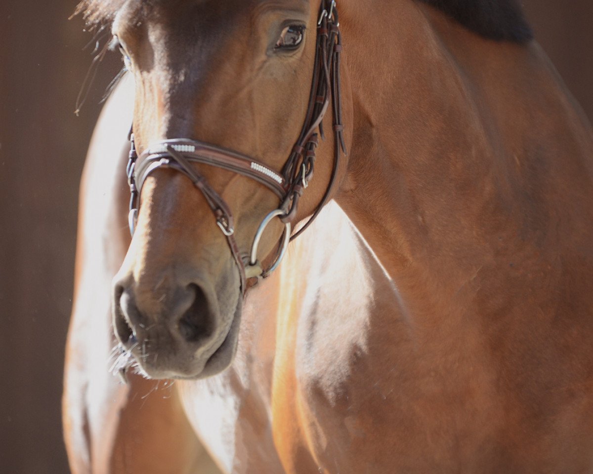 Springpferd Baloubette (Westfale, 2014, von Balou du Rouet)