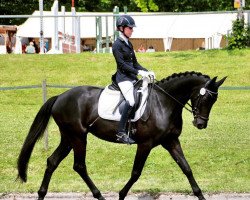 dressage horse Mawenzi R (German Sport Horse, 2015, from E.H. Millennium)