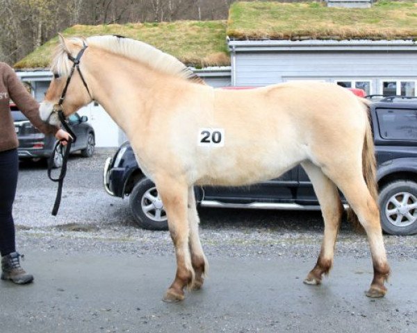 Pferd Akslen Petrine (Fjordpferd, 2017, von Herr Fin)