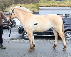 Pferd Akslen Petrine (Fjordpferd, 2017, von Herr Fin)