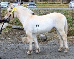 broodmare Fjelltuvas Saga (Fjord Horse, 2017, from Herr Fin)