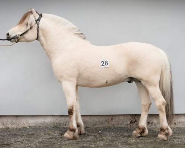 stallion Røeds Nupar (Fjord Horse, 2015, from Severin N.2284)