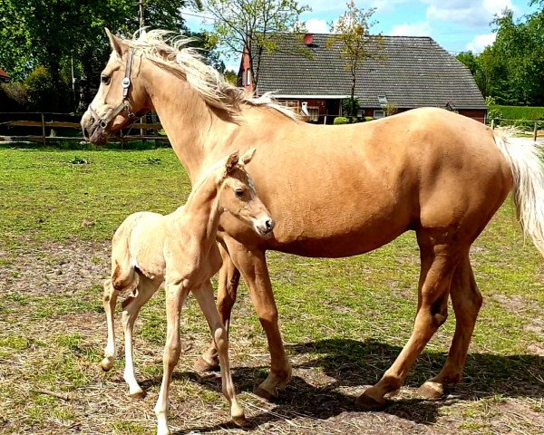 stallion Starlight´s Oceanmaster DW (German Riding Pony, 2020, from High Flow's Oxford)