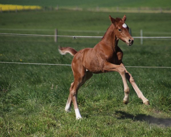 dressage horse Picasso (Oldenburg, 2020, from Moosbachhof's Peron)